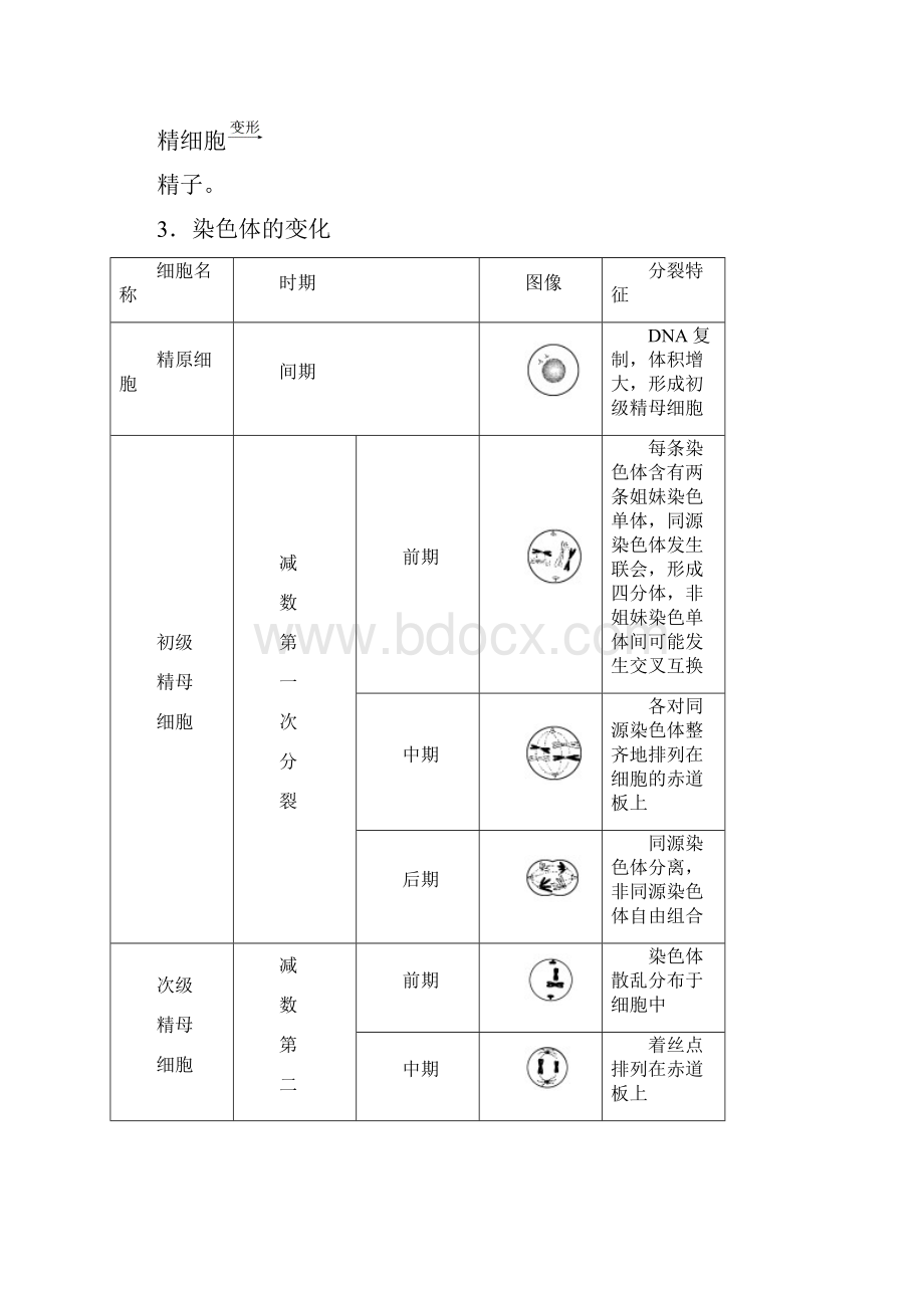 高中生物 第2章 第1节 减数分裂和受精作用课时作业1 新人教版必修2.docx_第2页