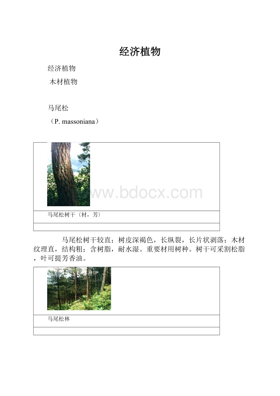 经济植物.docx_第1页