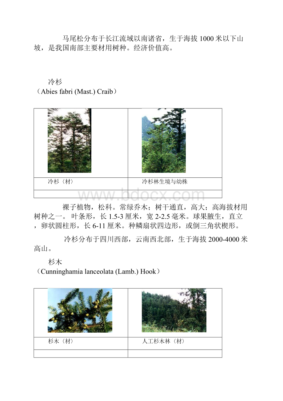 经济植物.docx_第2页