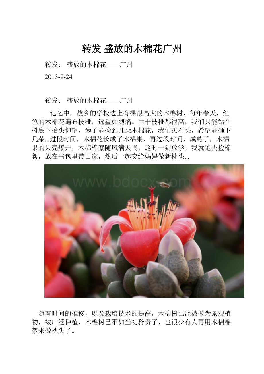 转发 盛放的木棉花广州.docx