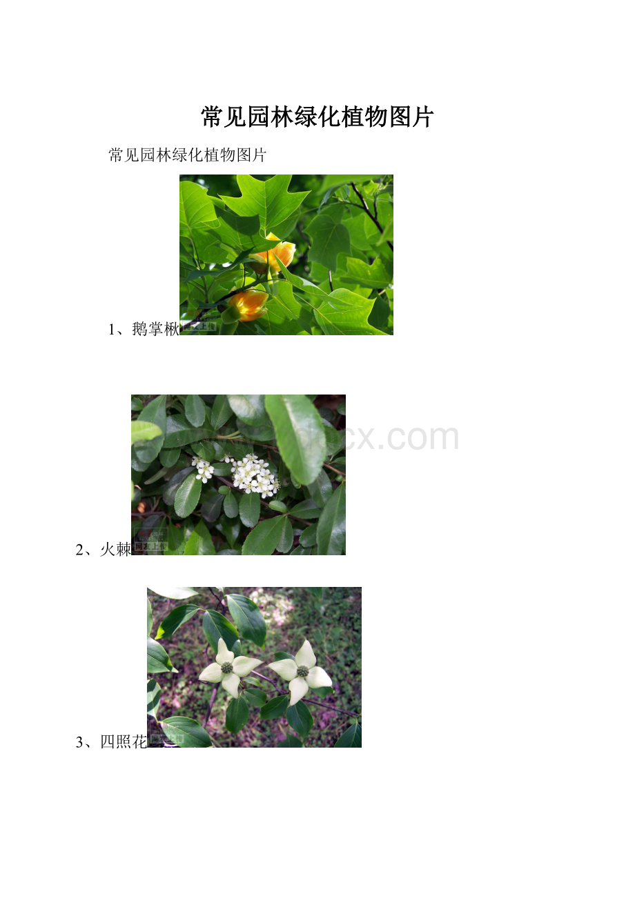 常见园林绿化植物图片.docx