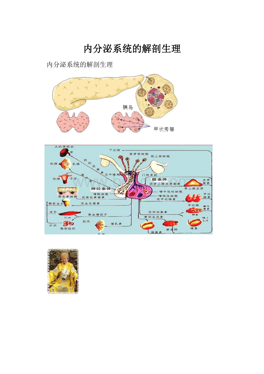 内分泌系统的解剖生理.docx