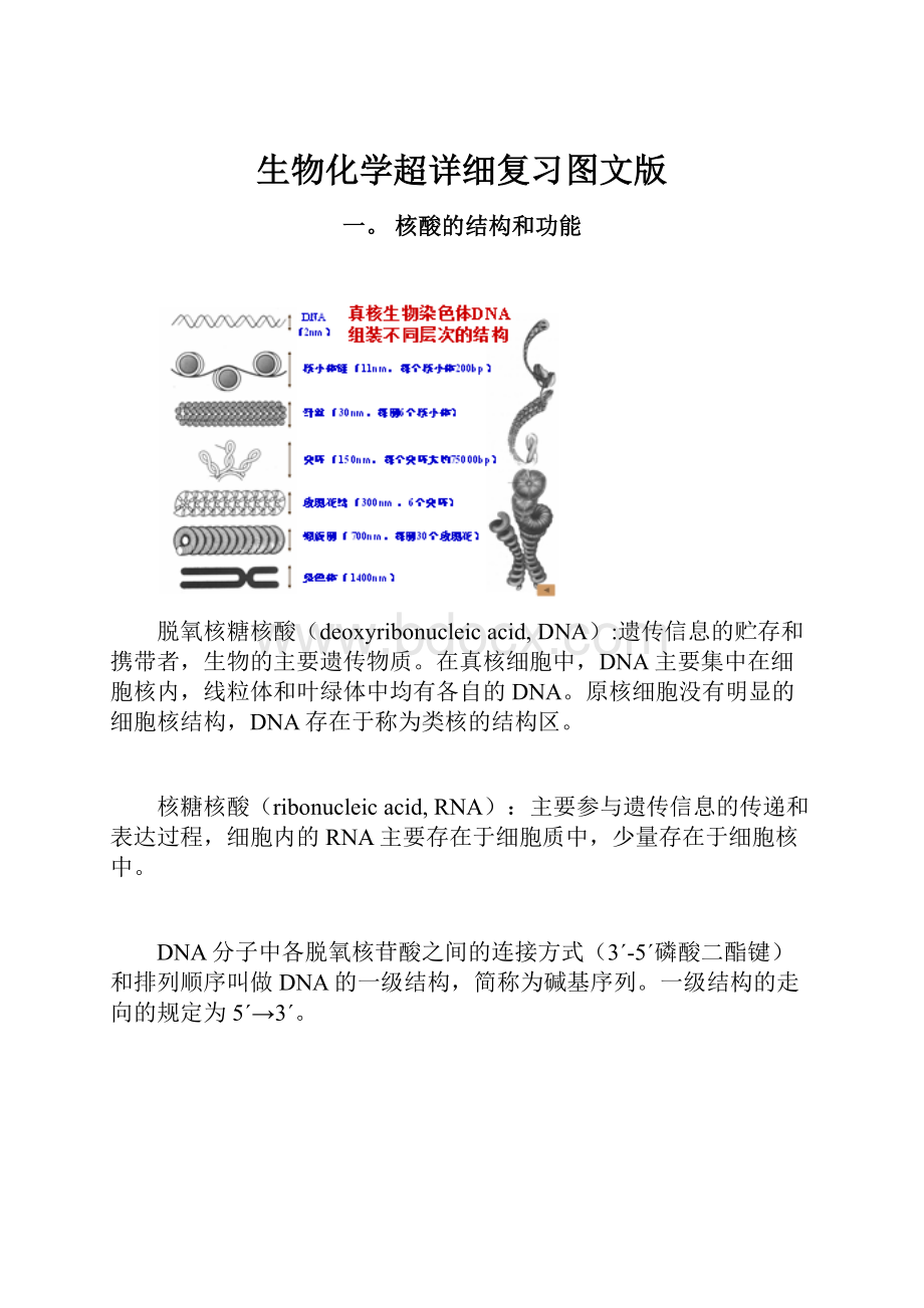 生物化学超详细复习图文版.docx_第1页