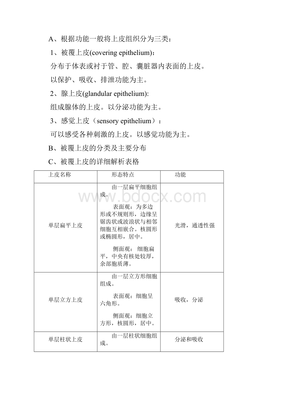 组织学与胚胎学重点.docx_第3页