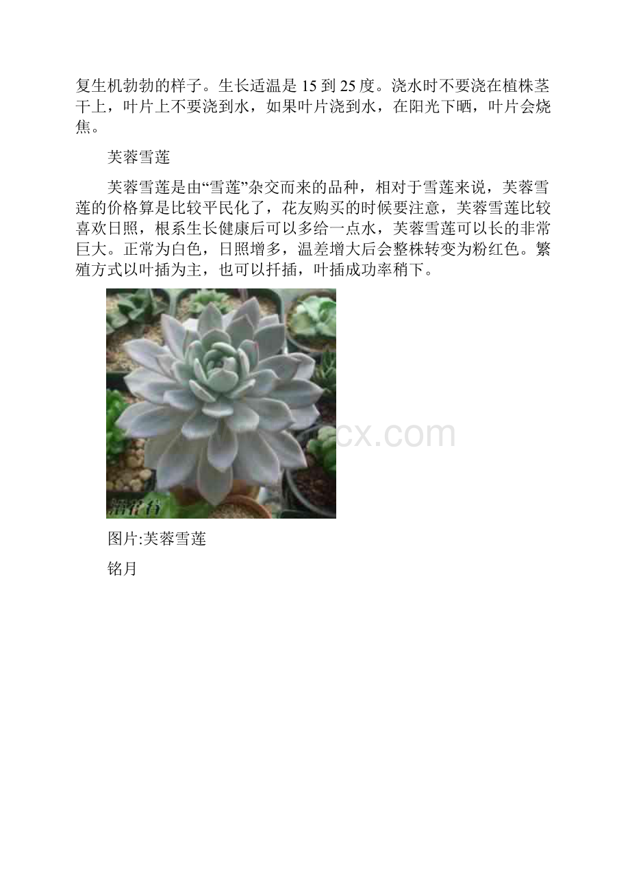 多肉植物的养护.docx_第3页