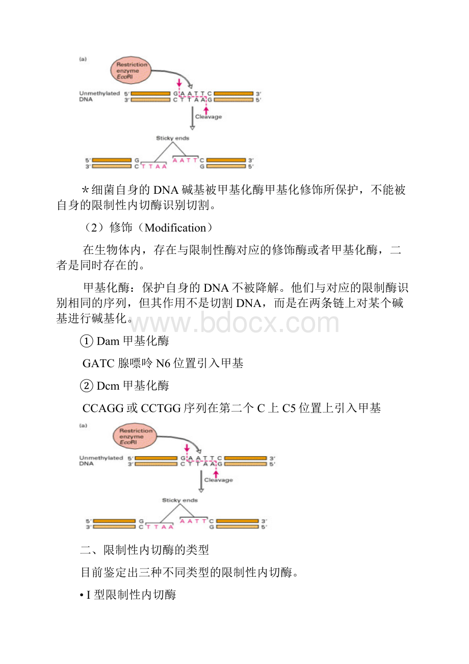 工具酶 2.docx_第3页