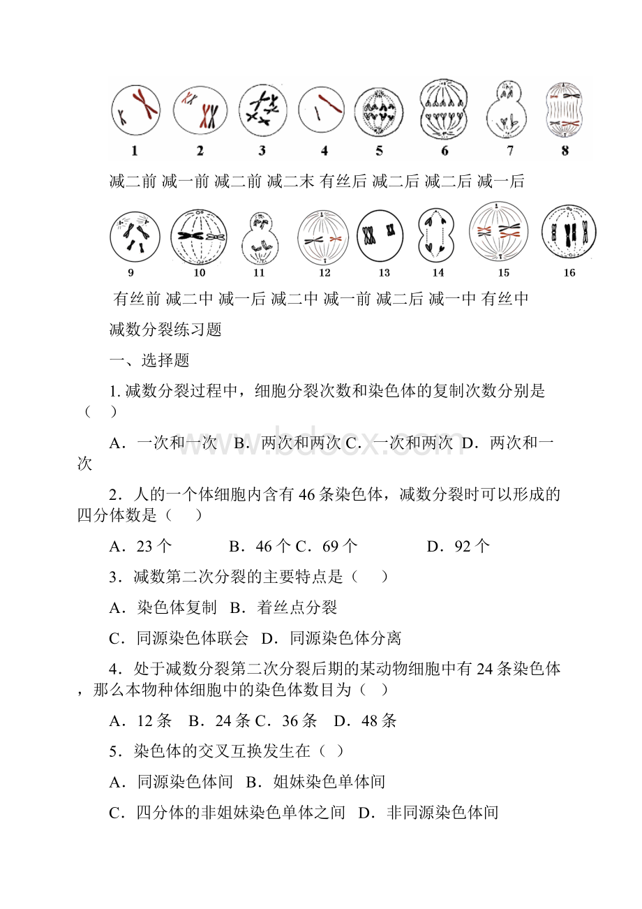 减数分裂的知识点归纳及试题.docx_第3页