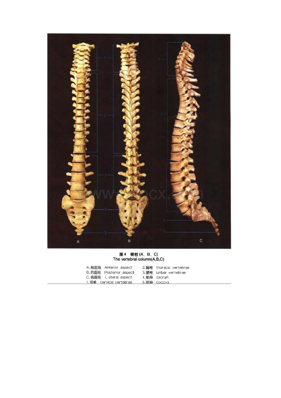 腰腿痛解剖基础附加图片.docx_第3页