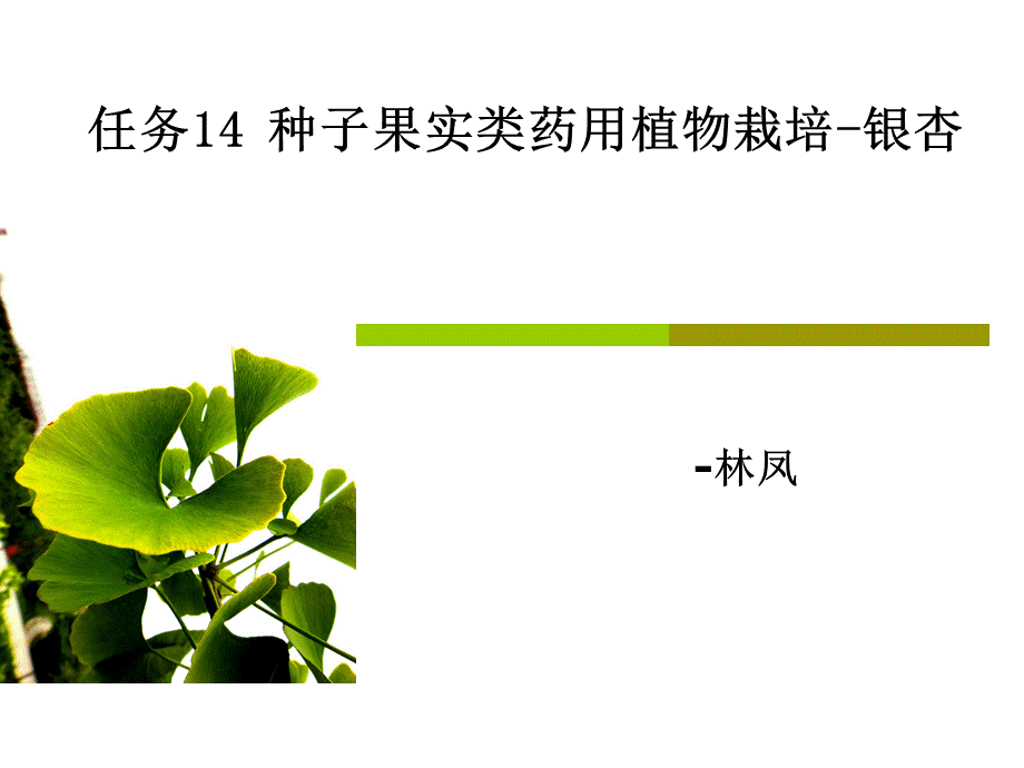 公开课银杏16.ppt