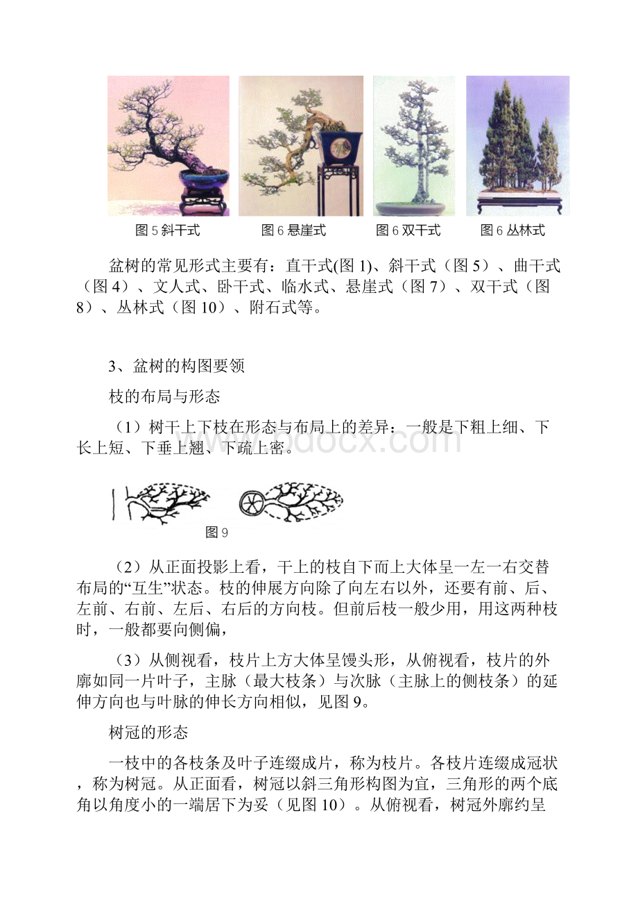 精品树木盆景鉴赏.docx_第3页