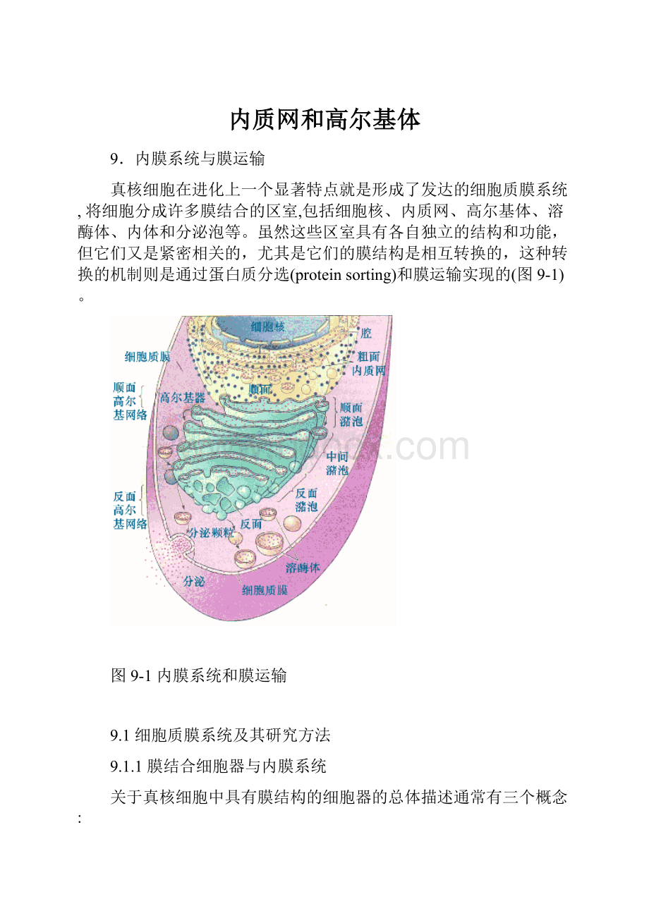 内质网和高尔基体.docx_第1页