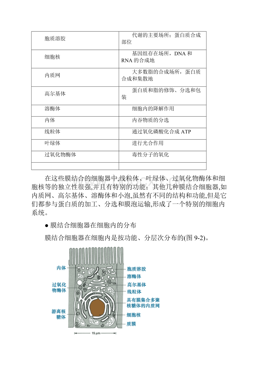 内质网和高尔基体.docx_第3页