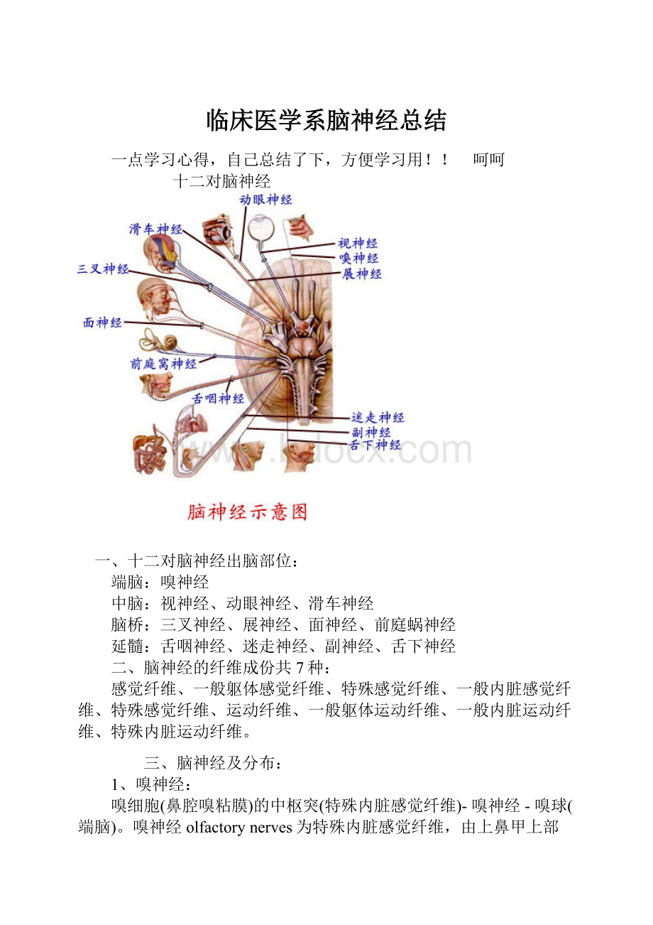 临床医学系脑神经总结.docx