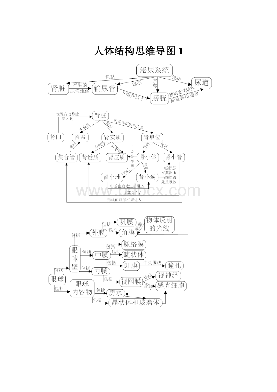 人体结构思维导图1.docx