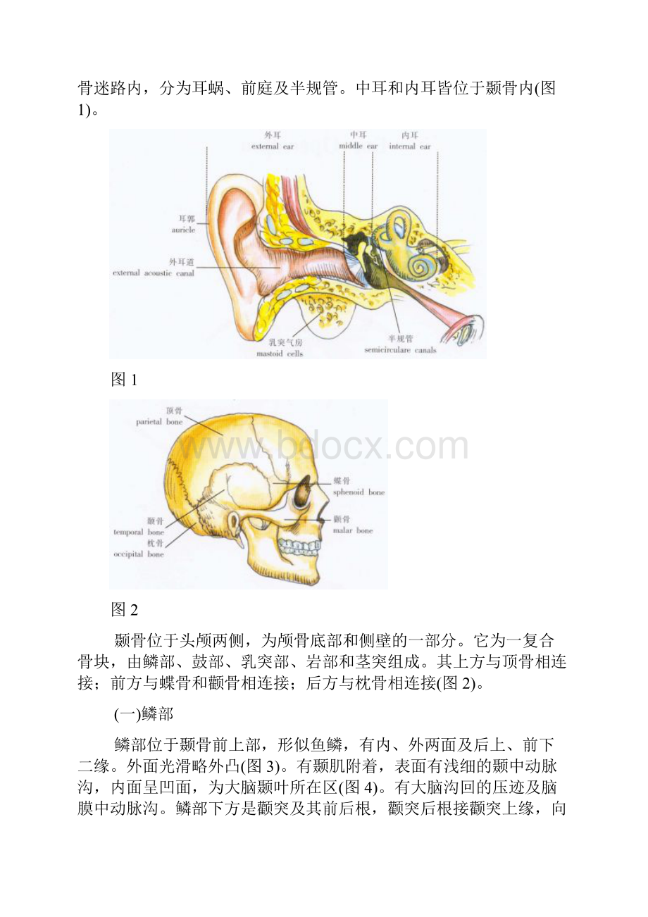 耳部应用解剖.docx_第2页