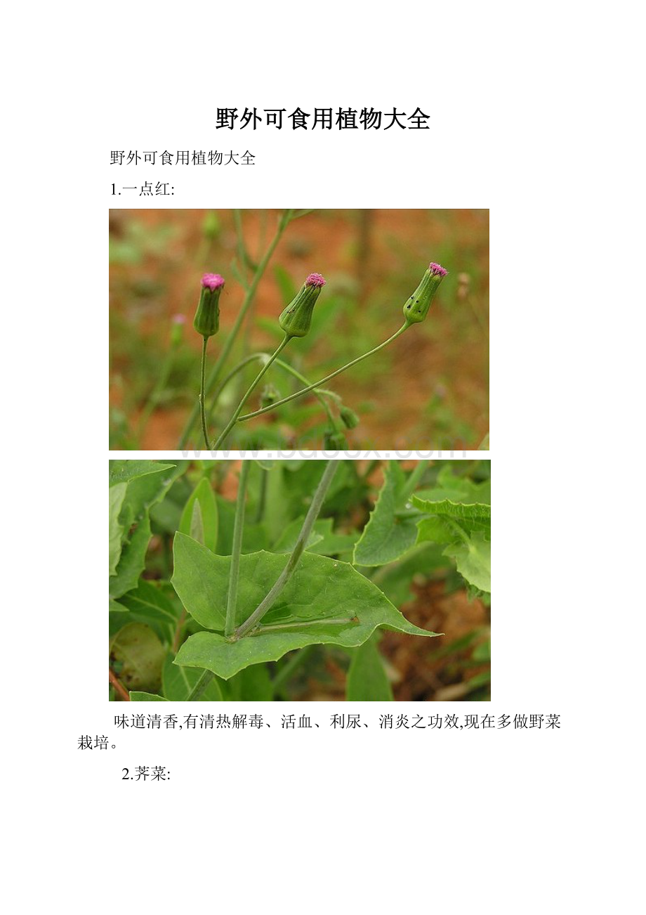 野外可食用植物大全.docx