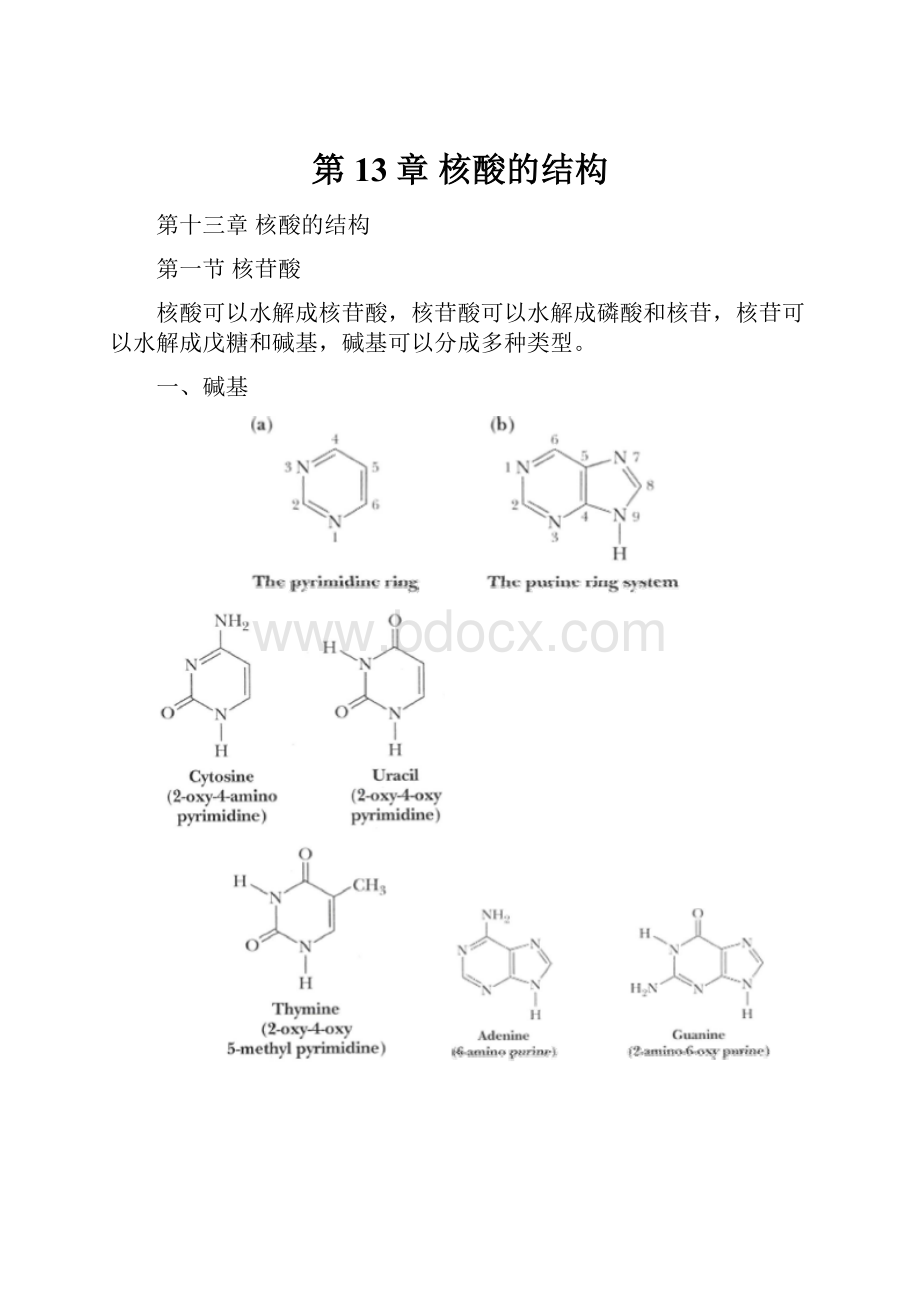 第13章 核酸的结构.docx_第1页