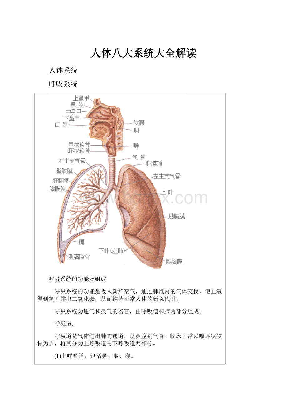 人体八大系统大全解读.docx