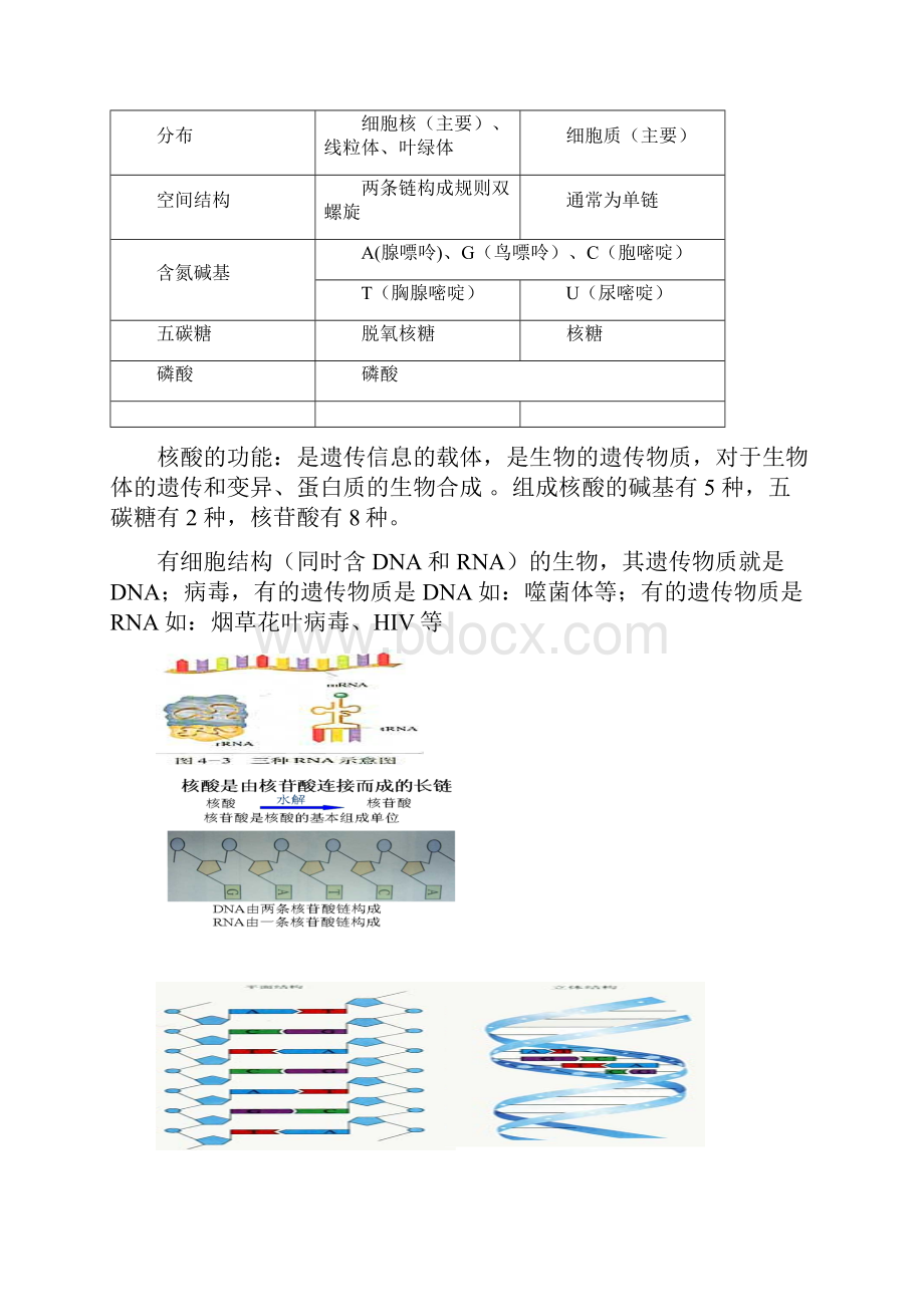 高中生物高考知识点复习.docx_第3页