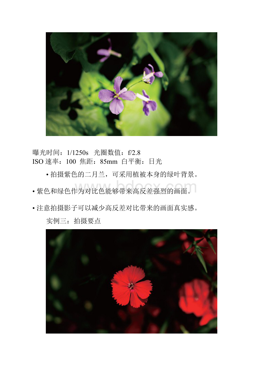 实例讲解 如何拍摄好以花卉为主题的作品.docx_第2页