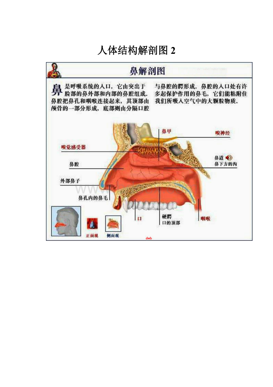 人体结构解剖图2.docx