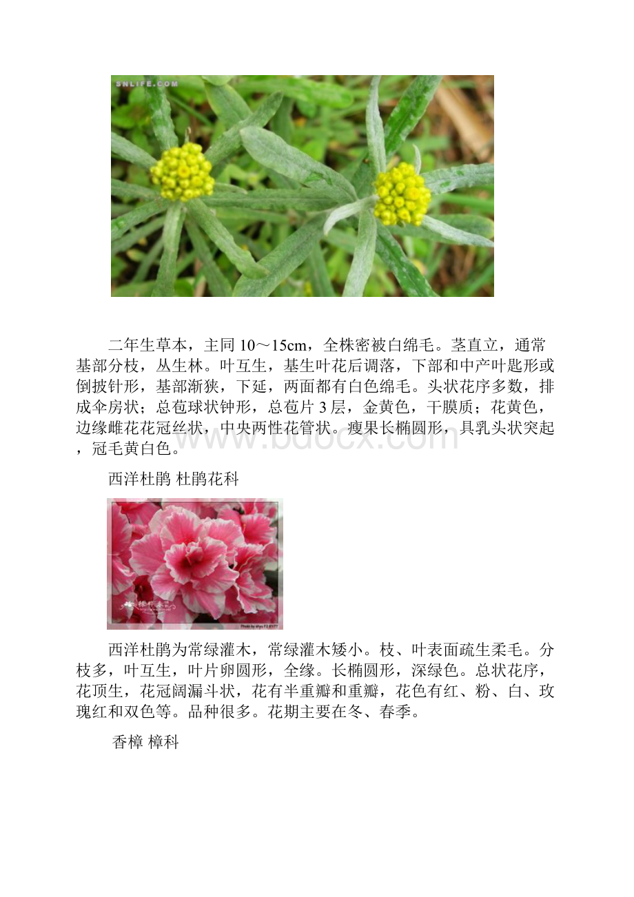 植物学归纳综述.docx_第2页