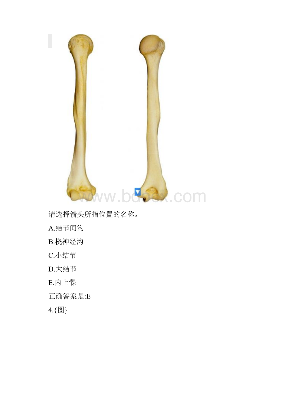 最新 中国医科大学春学期《系统解剖学本科》实践考试试题答卷.docx_第3页