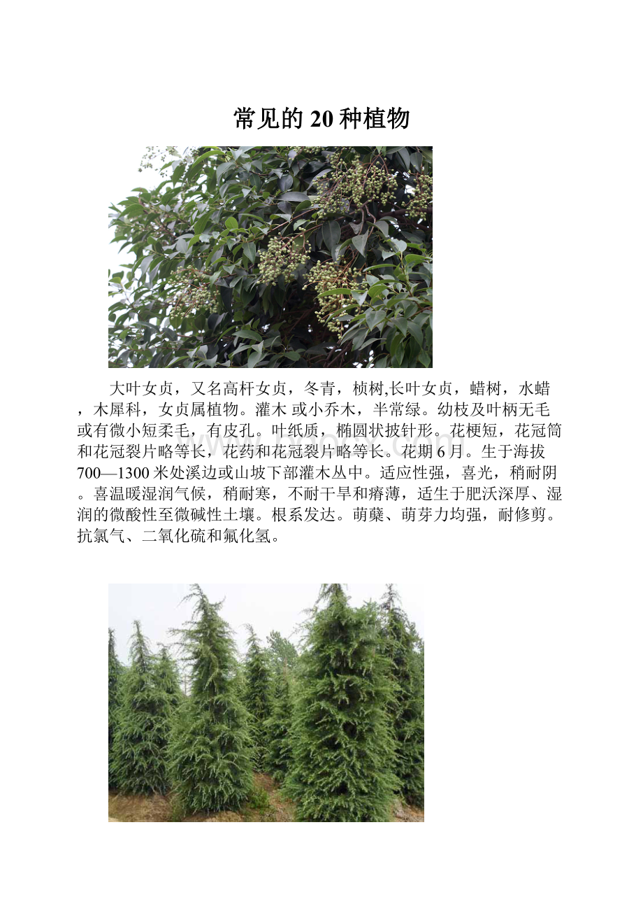 常见的20种植物.docx