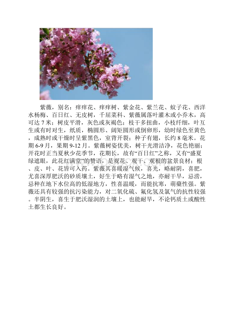 常见的20种植物.docx_第3页