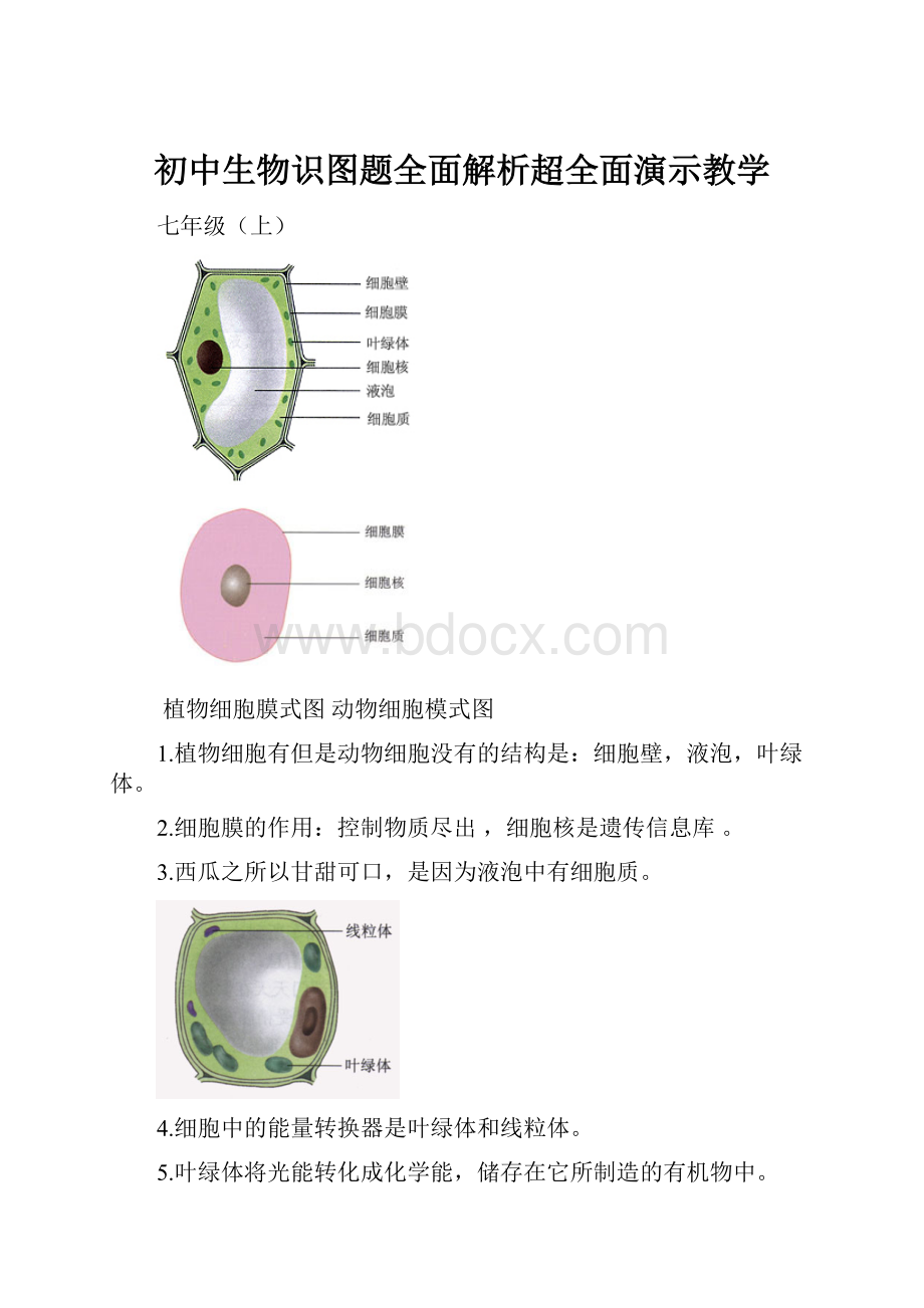 初中生物识图题全面解析超全面演示教学.docx_第1页