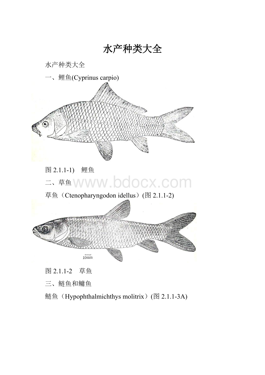 水产种类大全.docx