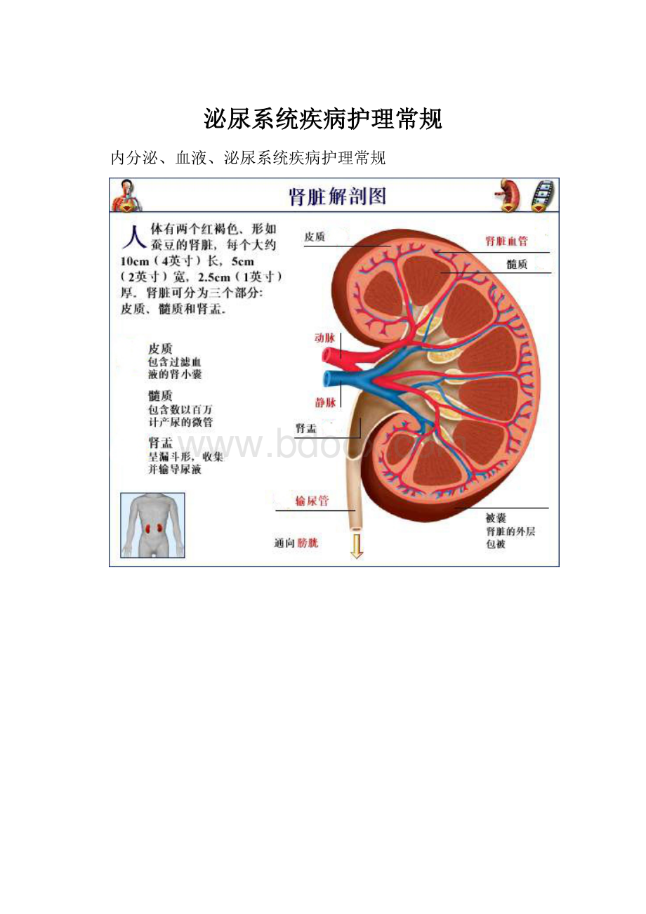 泌尿系统疾病护理常规.docx