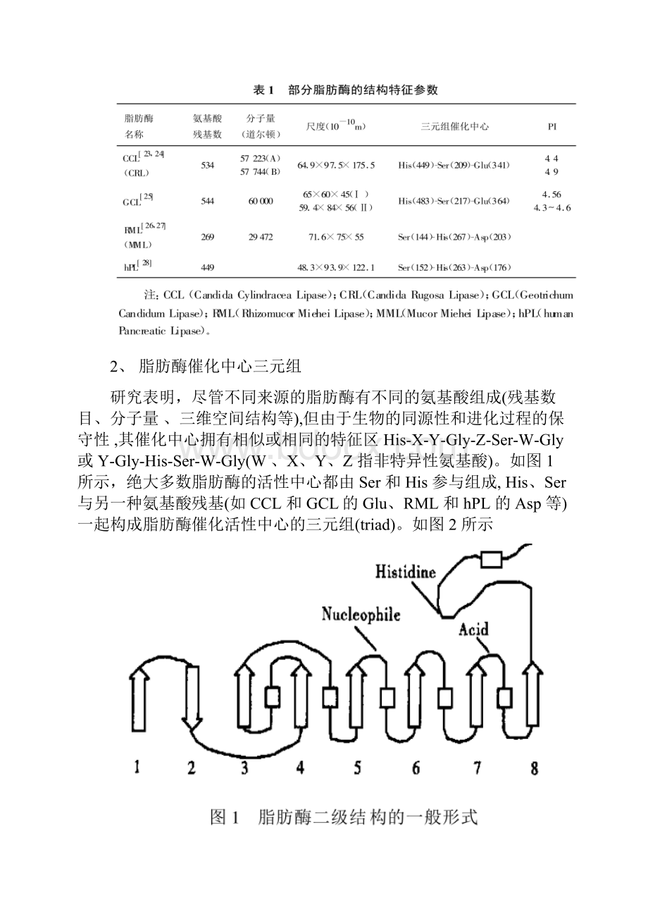 脂肪酶地概述与应用.docx_第3页