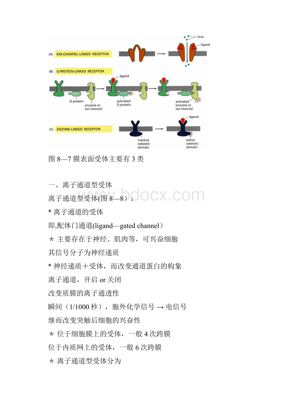 第二节 膜表面受体介导的信号转导.docx_第2页