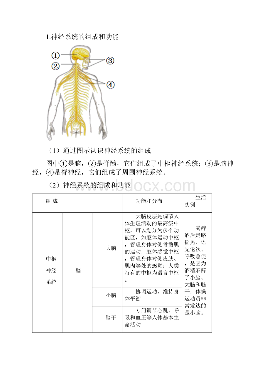 专题13 人体生命活动的调节中考生物必考必练精品解析版.docx_第3页