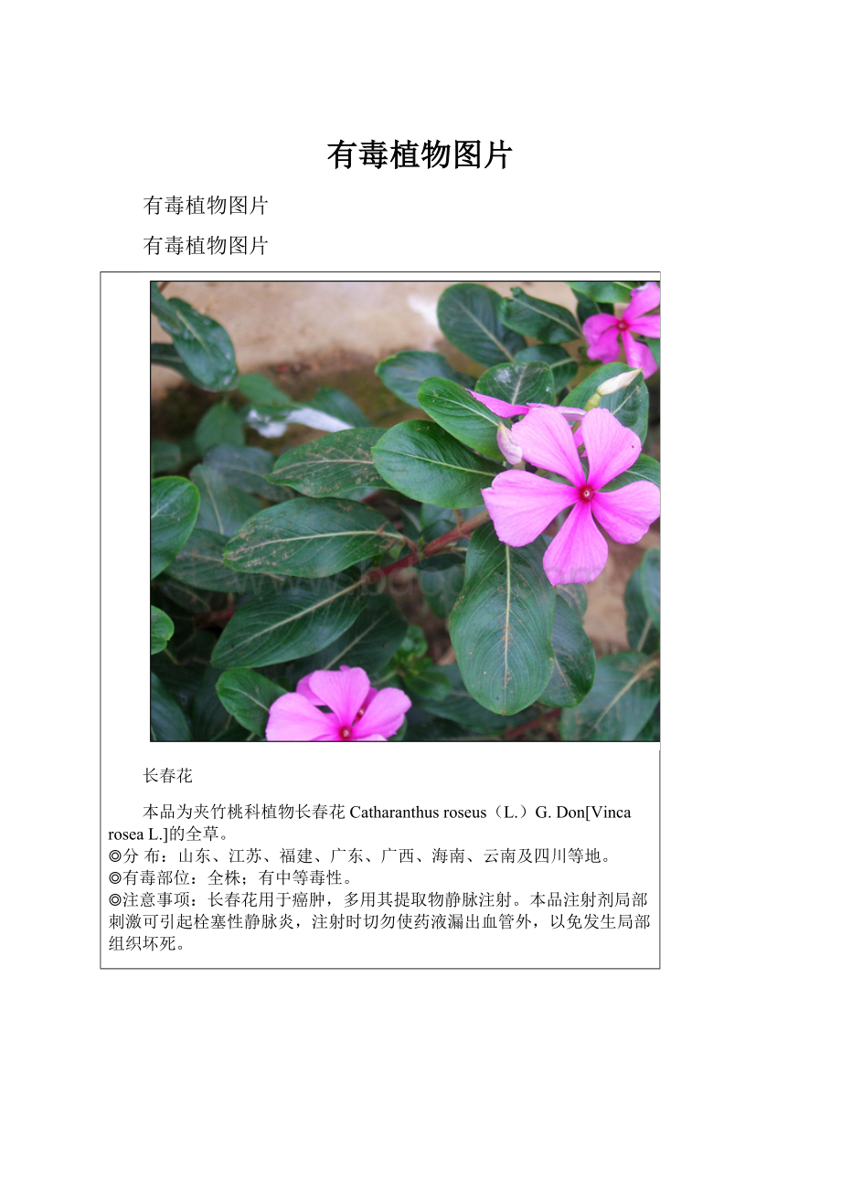 有毒植物图片.docx