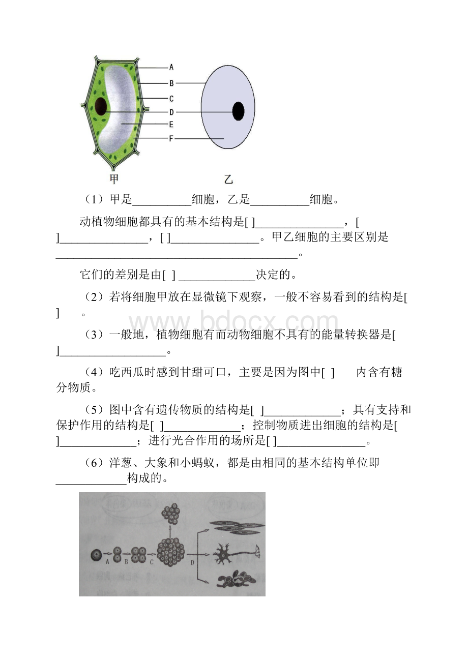 最新七年级生物学上册填图与探究题复习试题.docx_第3页