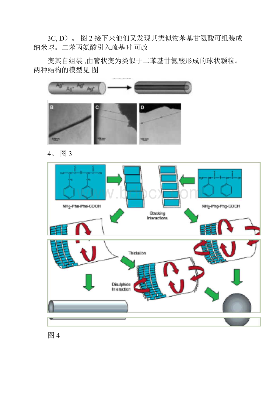 蛋白质及多肽分子自组装.docx_第3页