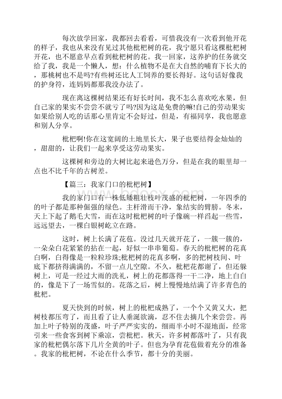 我家的枇杷树.docx_第2页