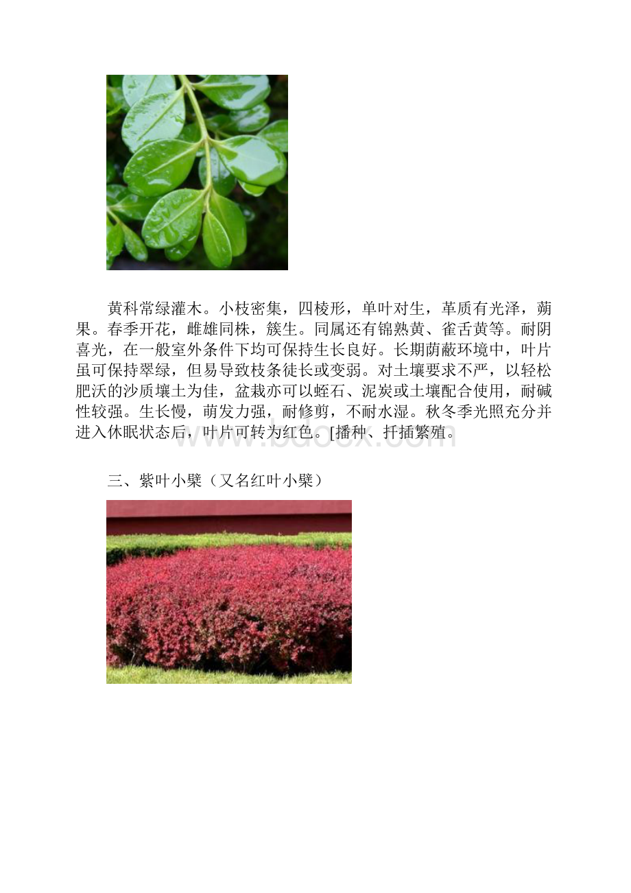 全面北方常用绿篱植物品种.docx_第3页