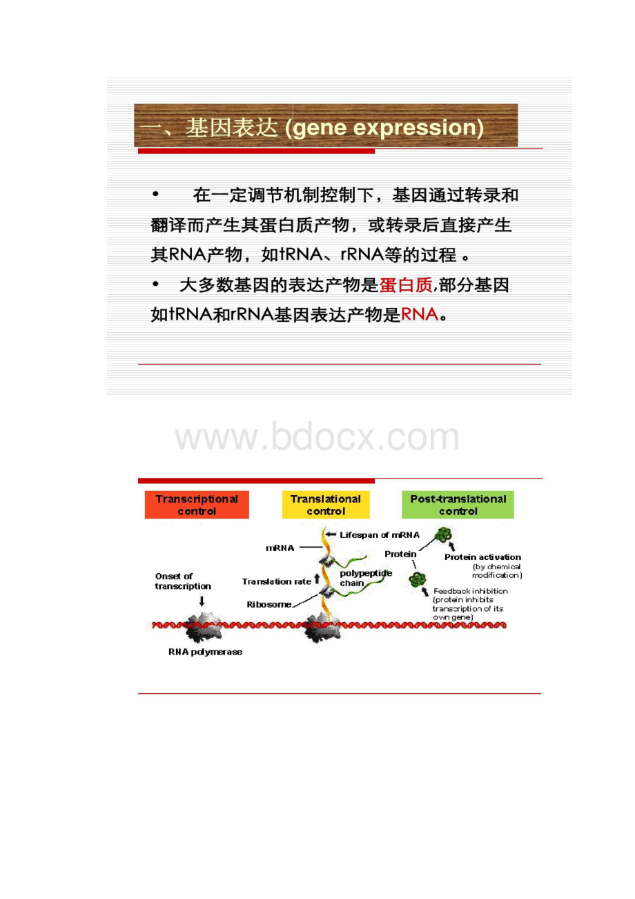 第章原核生物基因表达调控精.docx_第2页