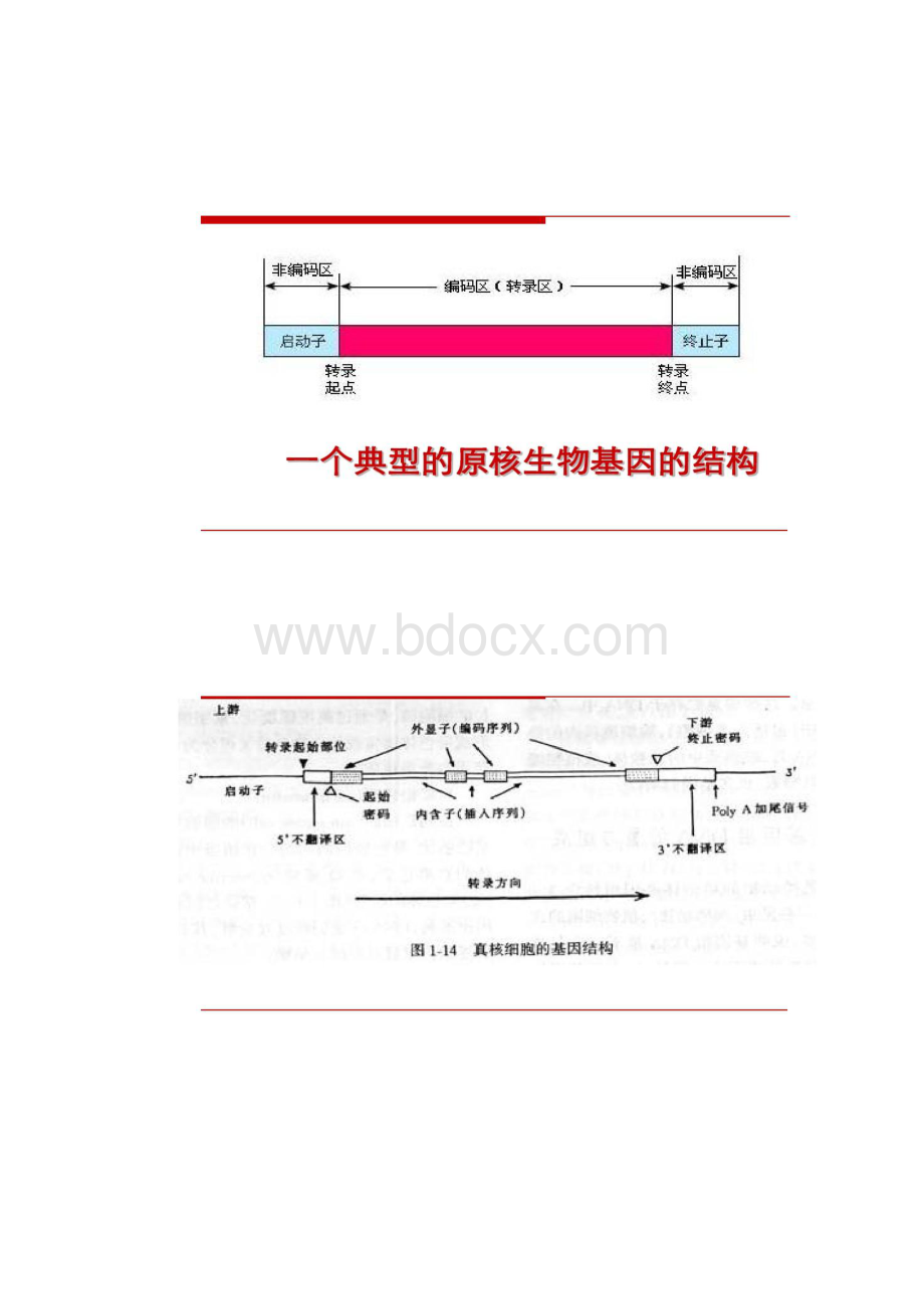 第章原核生物基因表达调控精.docx_第3页