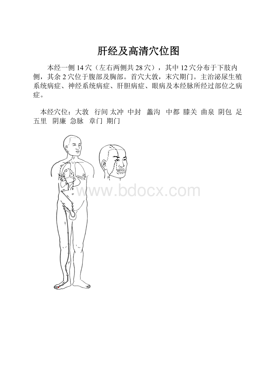 肝经及高清穴位图.docx