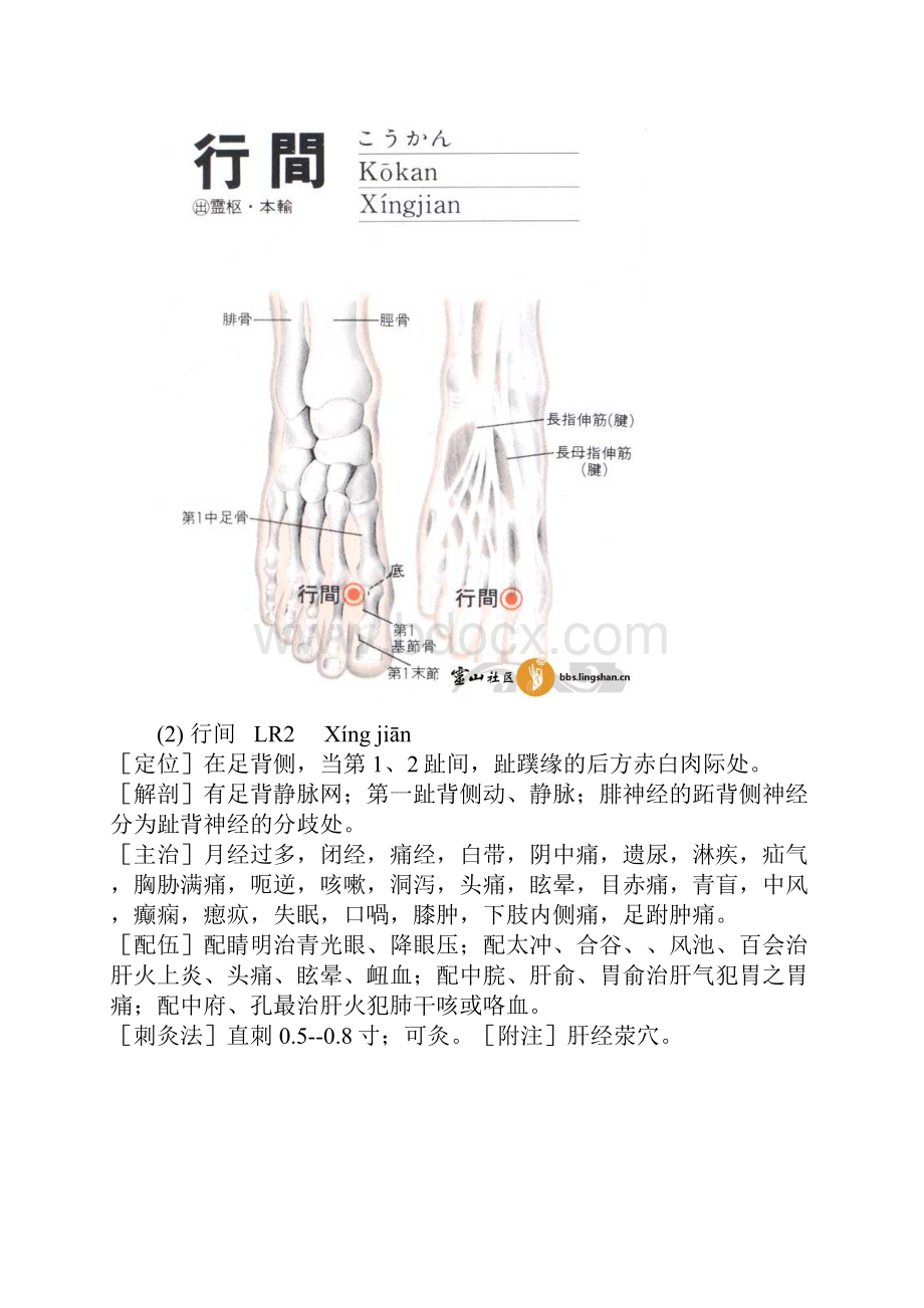 肝经及高清穴位图.docx_第3页