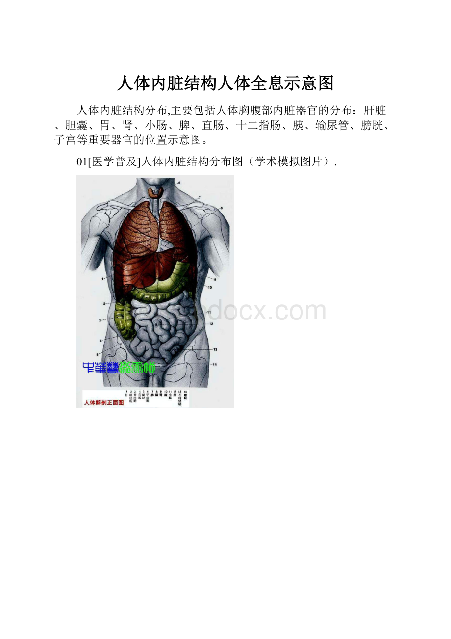 人体内脏结构人体全息示意图.docx_第1页