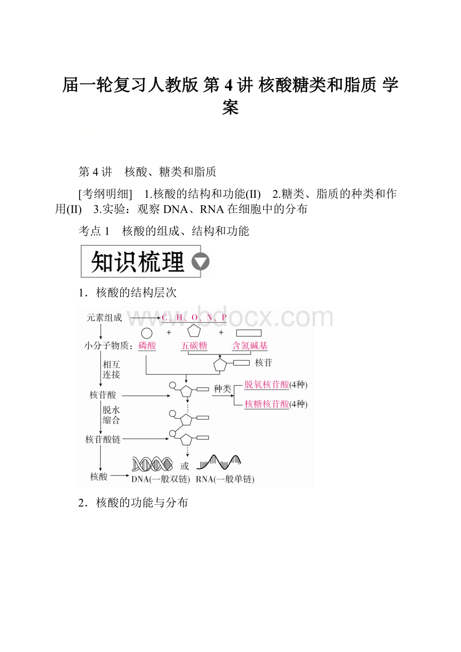 届一轮复习人教版 第4讲 核酸糖类和脂质 学案.docx