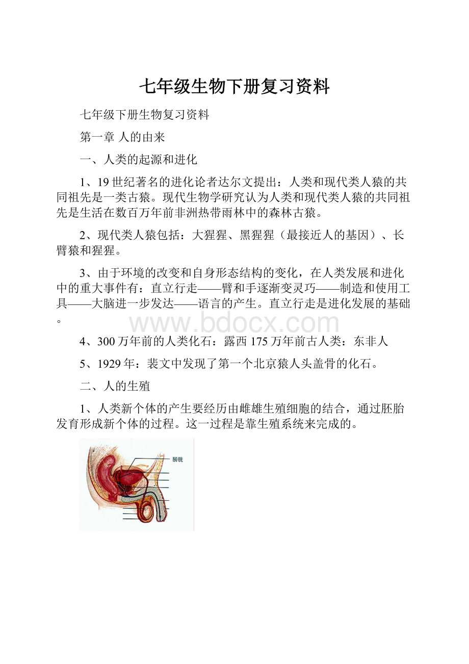 七年级生物下册复习资料.docx