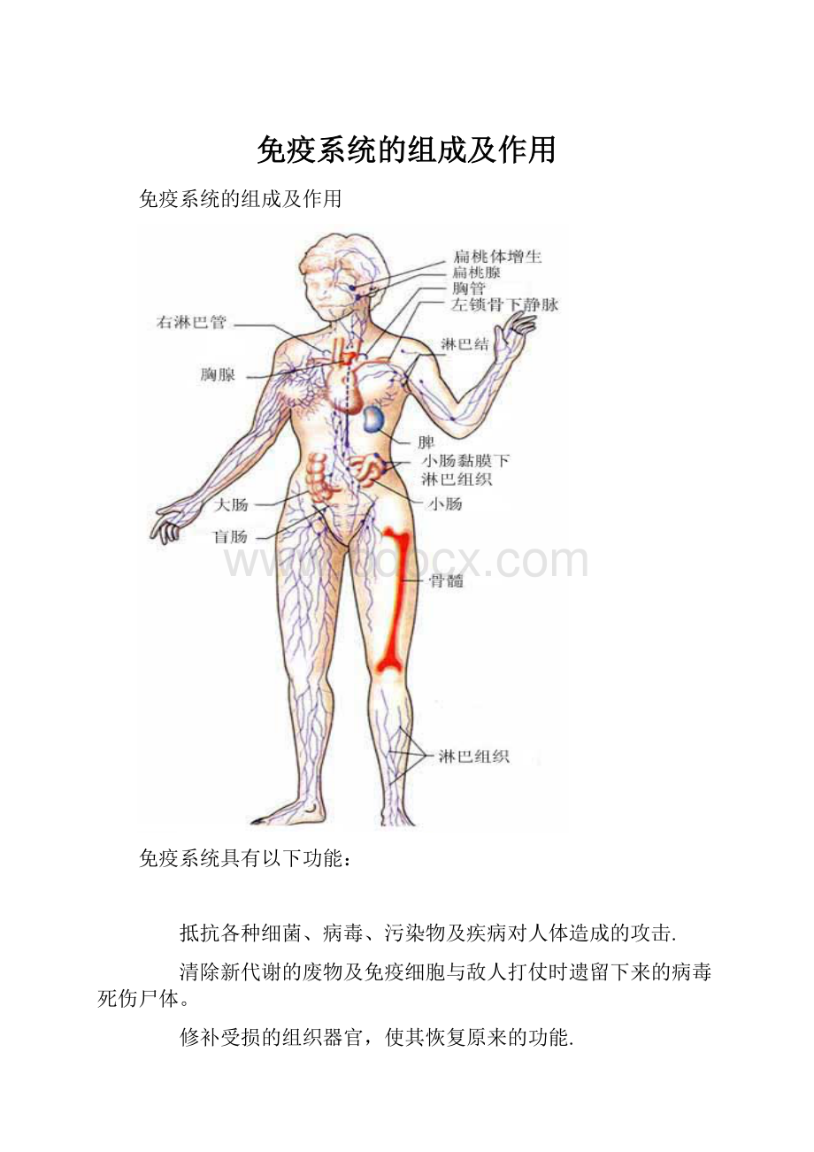 免疫系统的组成及作用.docx