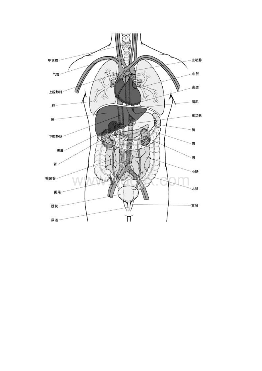 人体解剖图.docx_第2页