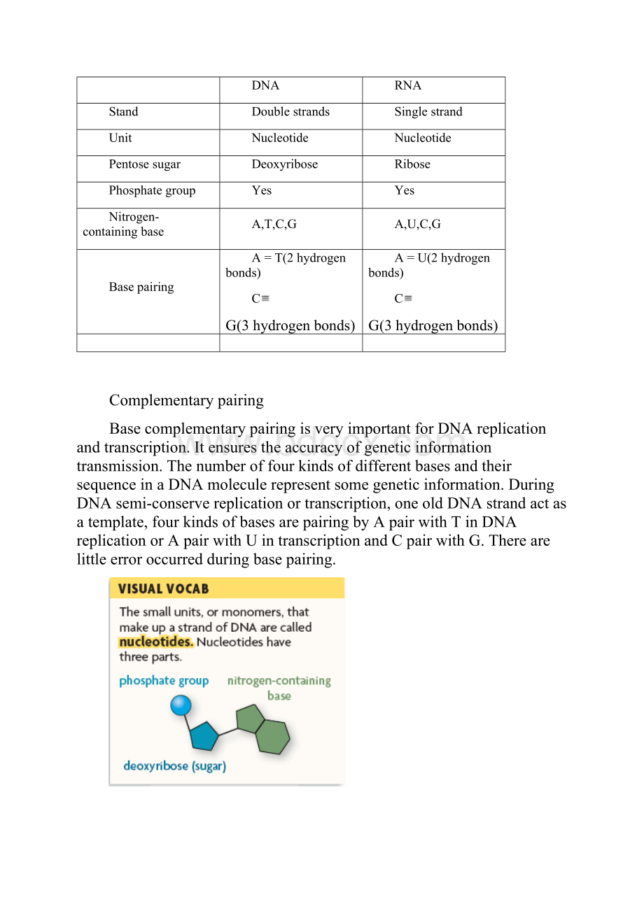 Alevelbiology讲义6Geneticcontrol.docx_第2页